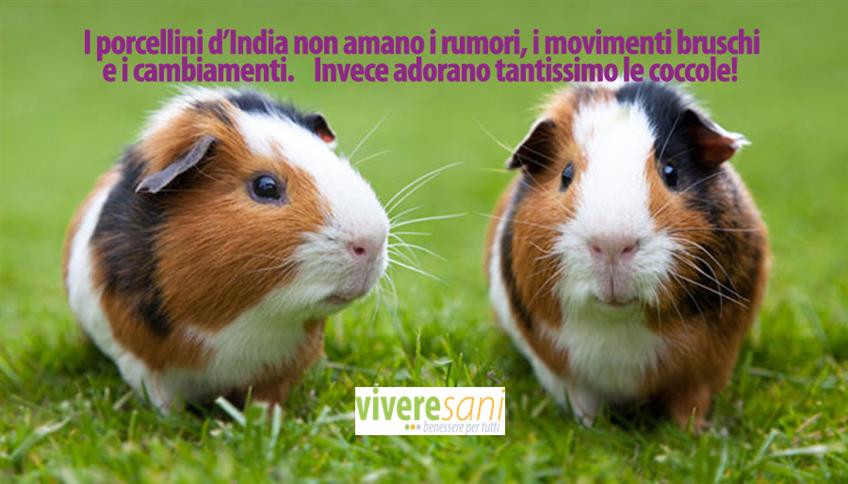 Un amore piccolo piccolo: il porcellino d'India Un amore piccolo piccolo: il porcellino d'India